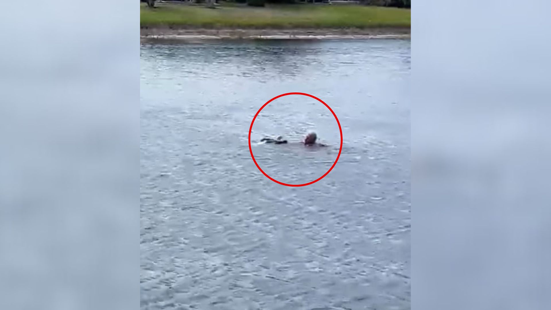 Florida Man Approaches The Lake And Discovers A Struggle That Few Would Dare Confront