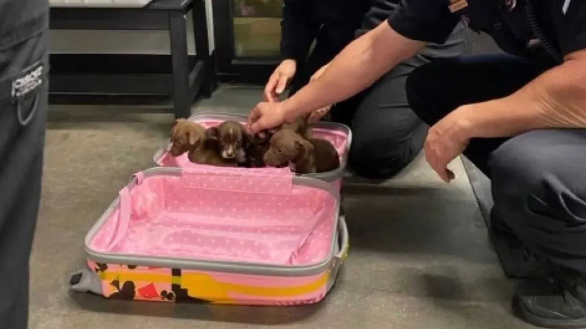 animals in suitcase