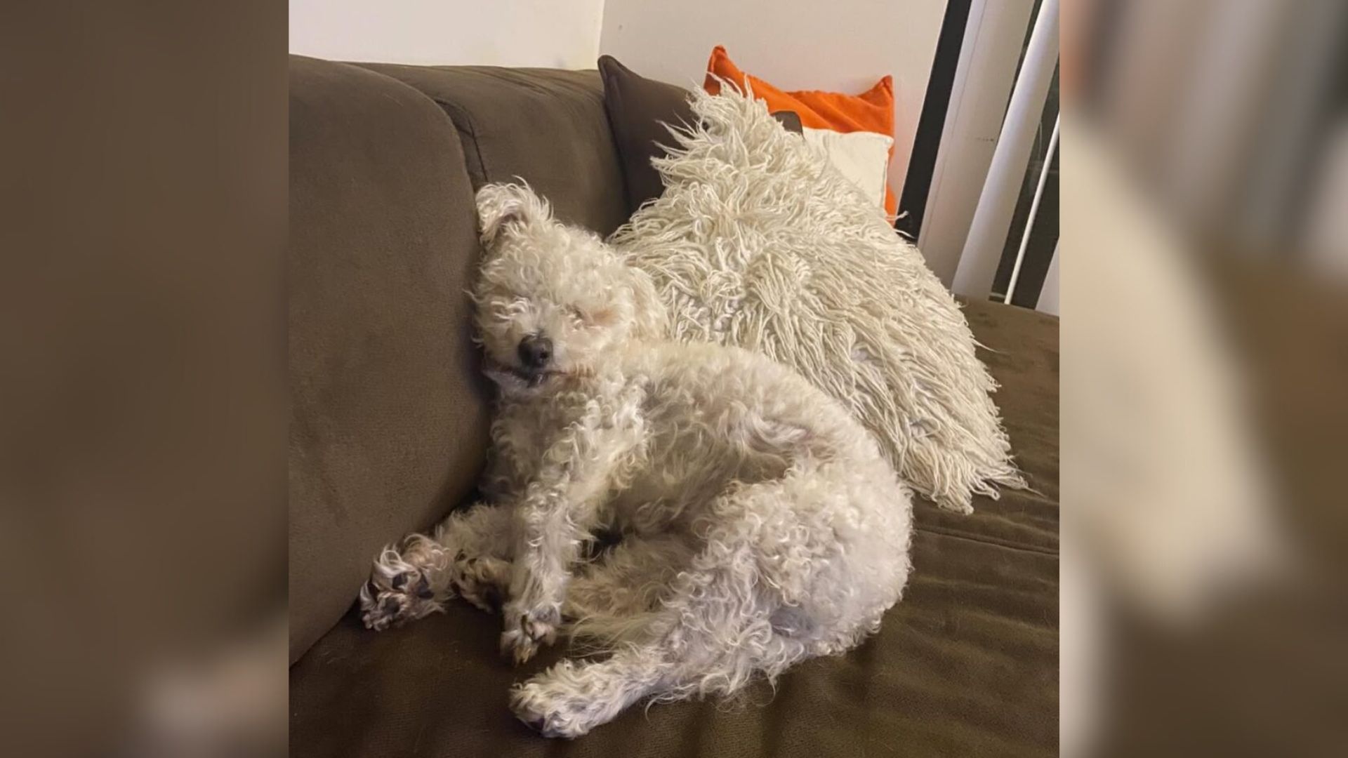 Florida Owners Mourned Their Dog For Years Until A Shelter Call Changed Everything