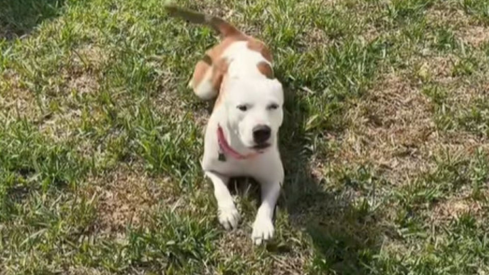 Florida Pup Found Alone In An Empty House