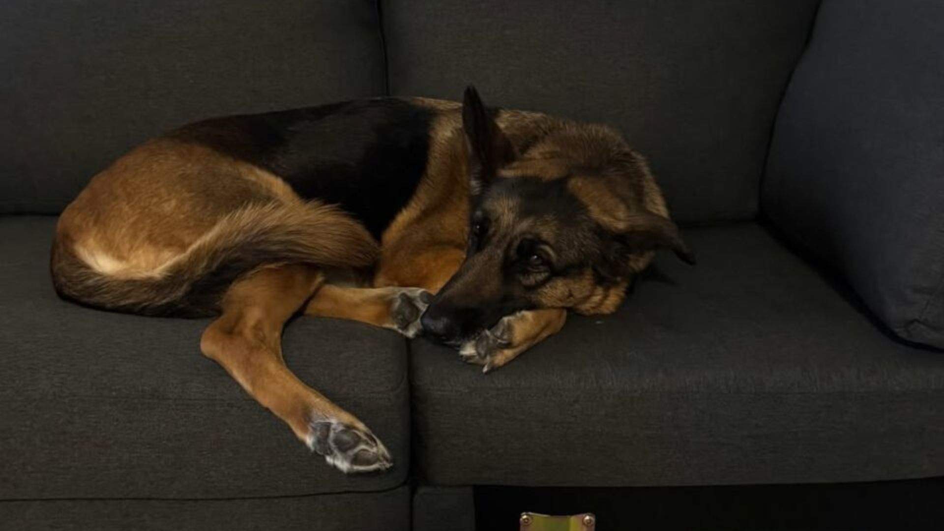 Florida Senior Pup Sitting Alone In A Kennel Captures The Heart Of A First-Time Dog Owner