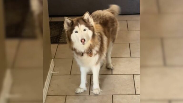 cute husky