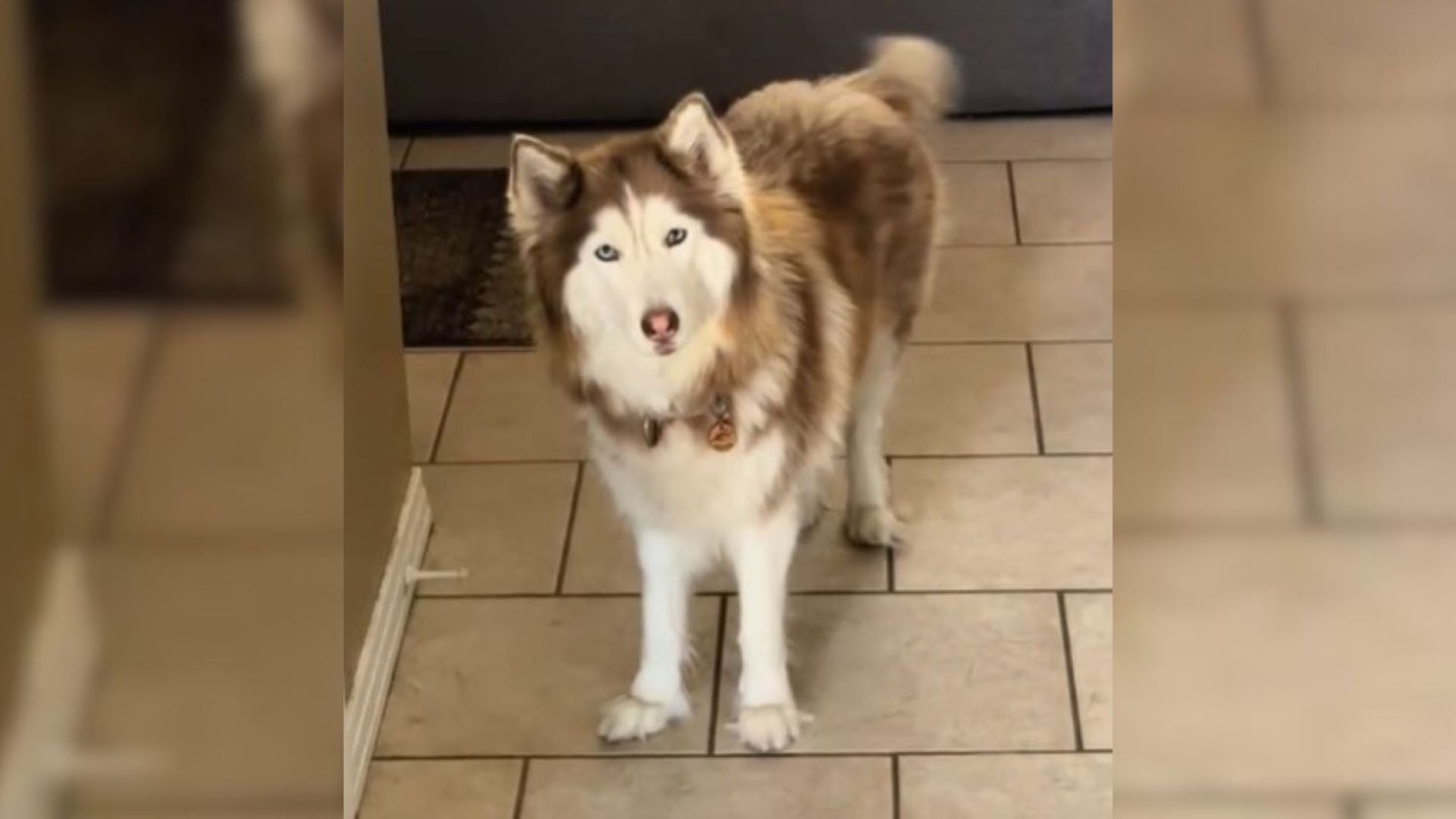 Florida Woman Finds Hilarious Way to Get Her Husky’s Attention Without Calling Her Name