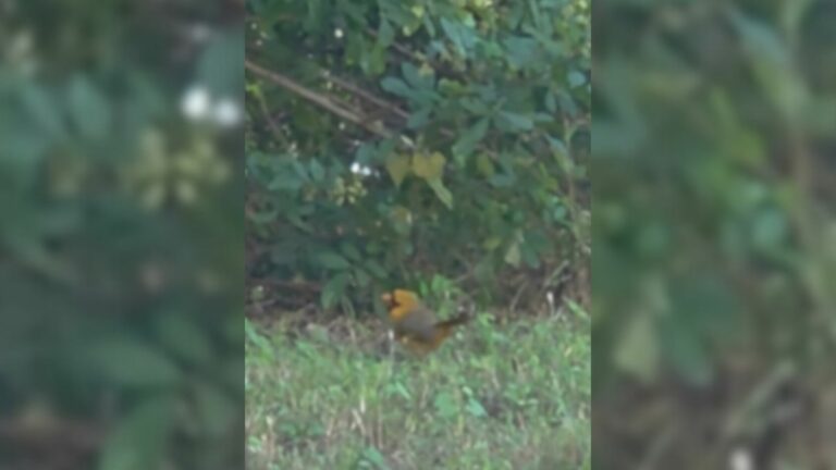 animal in forest