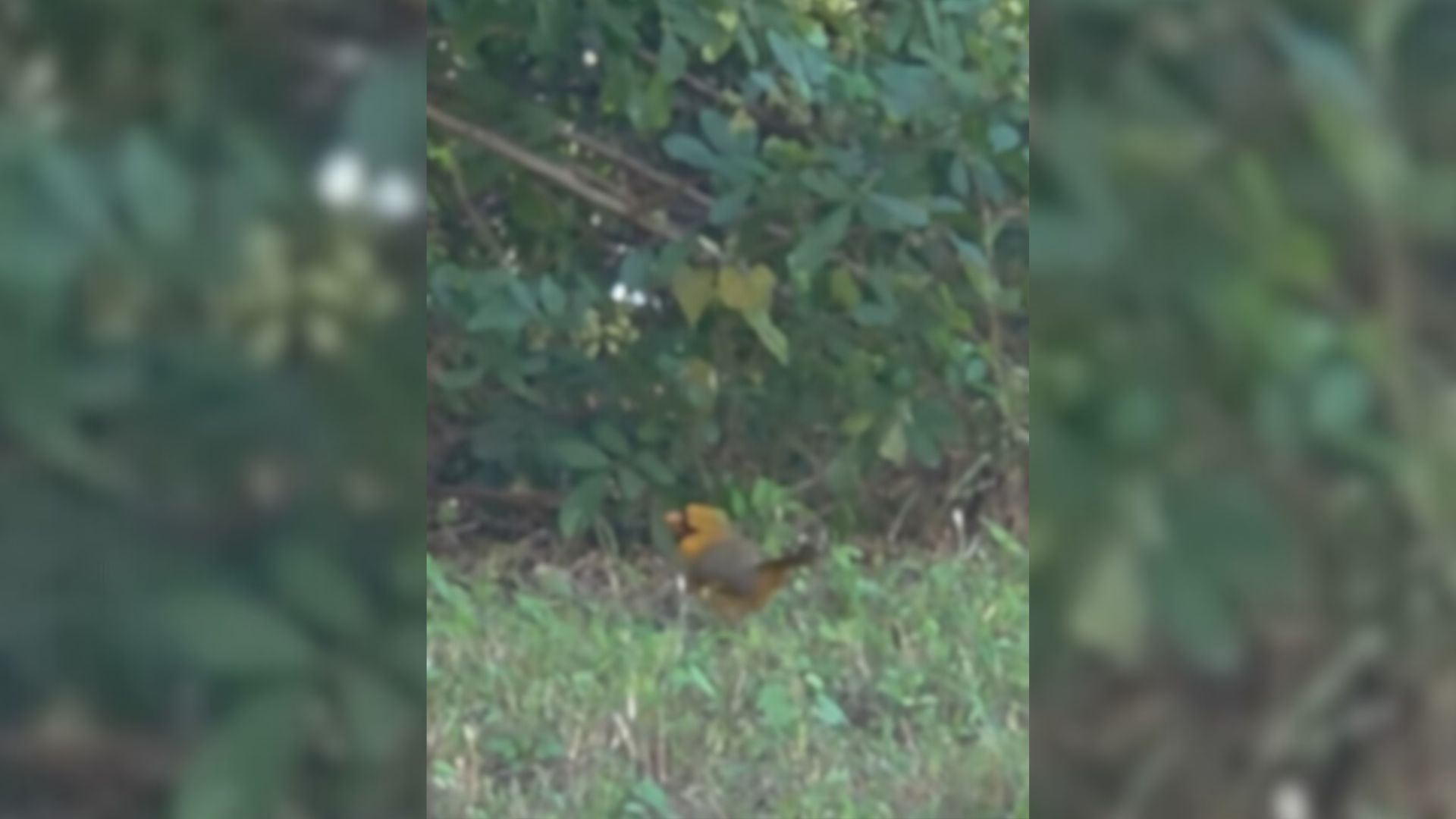 Florida Woman Sees Yellow Shape In Her Lawn And Discovers It’s A Once-In-A-Lifetime Species