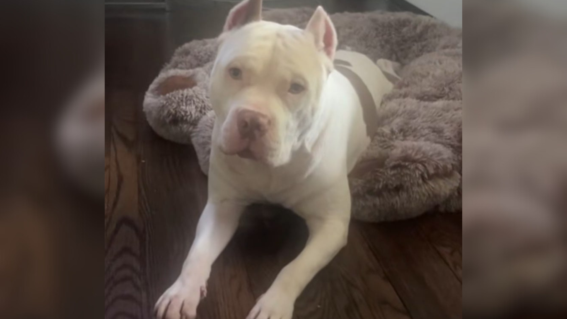 Georgia Pit Bull&rsquo;s Trauma Surfaces