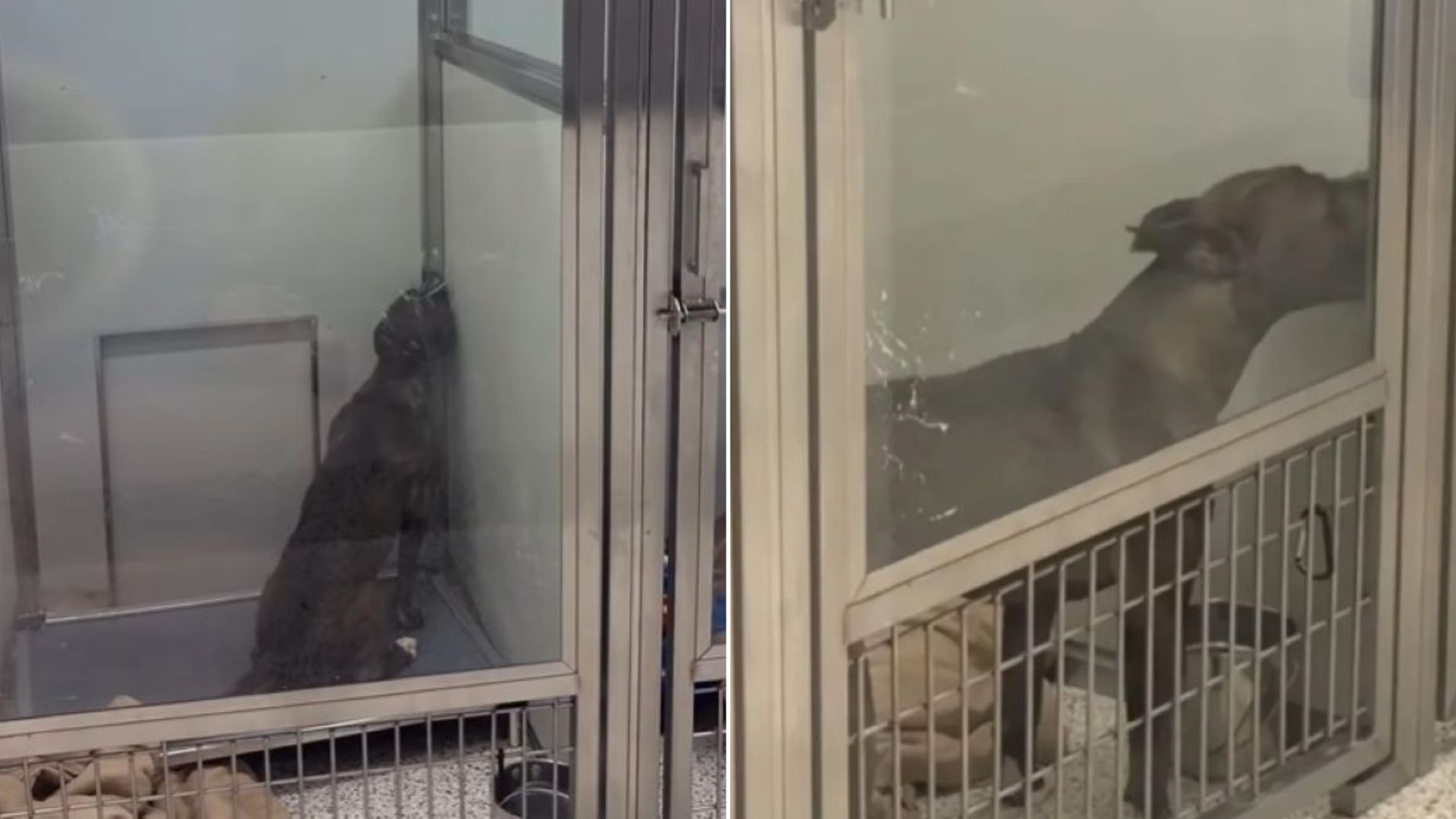 Georgia Pup Returned Twice And Too Sad To Look Up Finally Finds Her Happy Ending