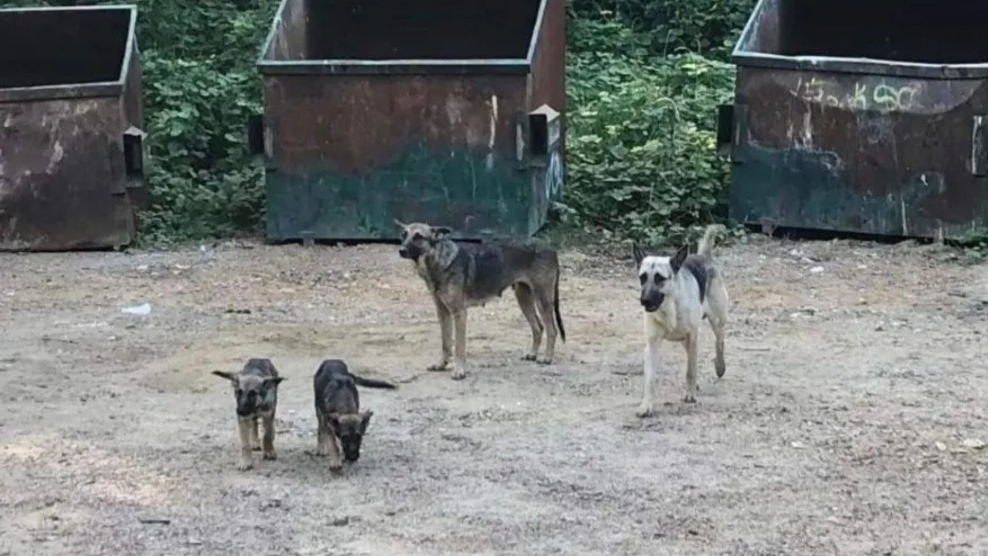 German Shepherd Family Waits Day After Day In Mississippi Hoping For Their Owners To Return