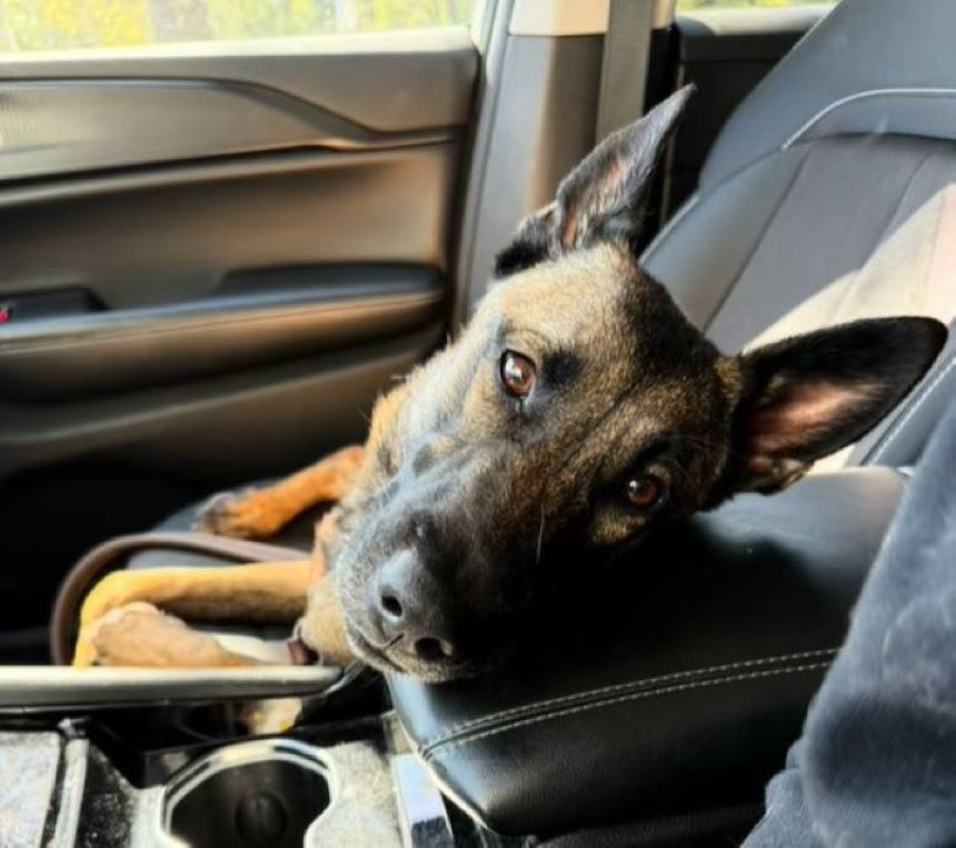 German shepherd in the front seat of the car