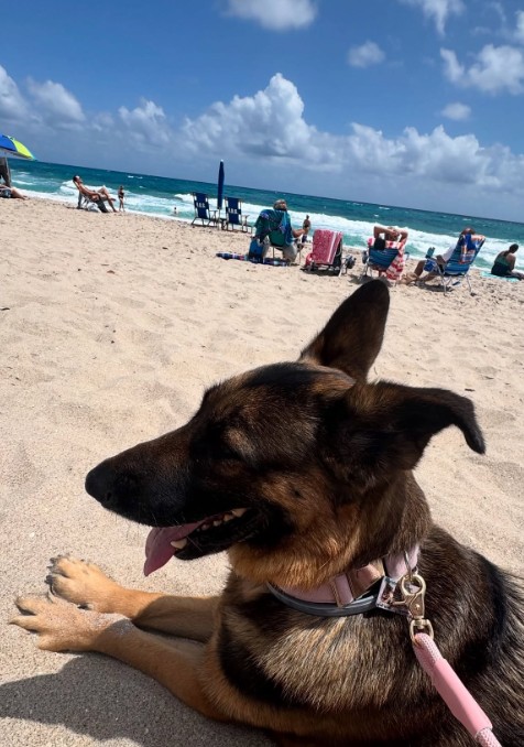 German shepherd lying on the beach