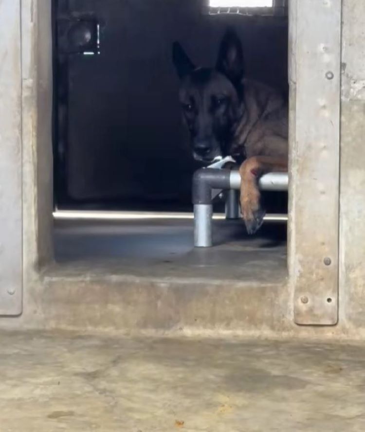 German shepherd lying on the bed