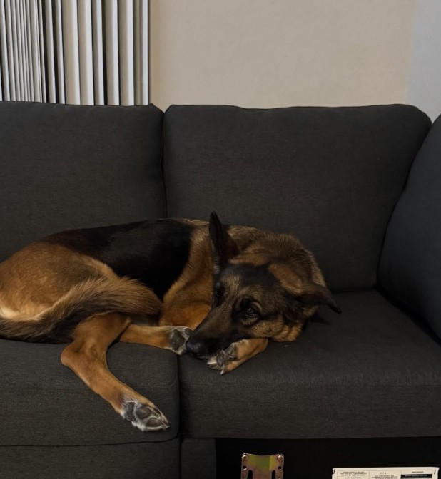 German shepherd lying on the couch