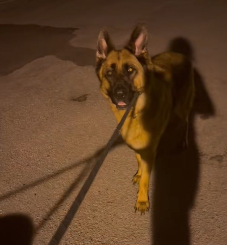 German shepherd on a leash