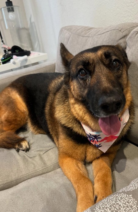 German shepherd stuck out his tongue