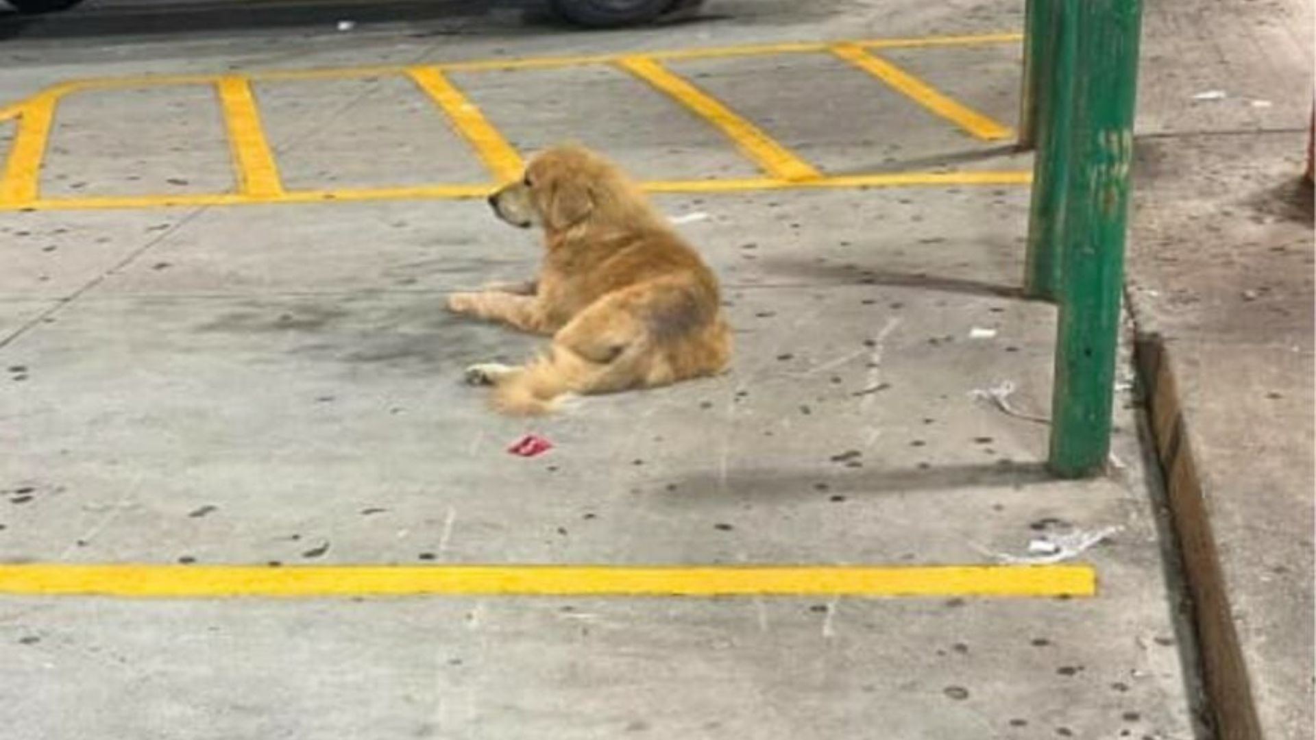 Golden Retriever Struggling On Georgia Streets Is Given A Chance At Love And Safety