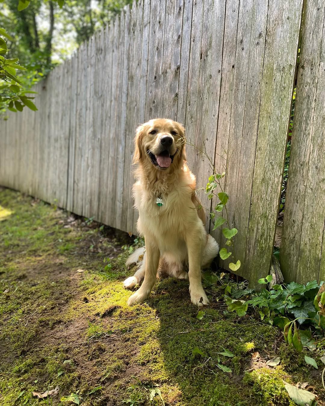 Golden Retriever in garden