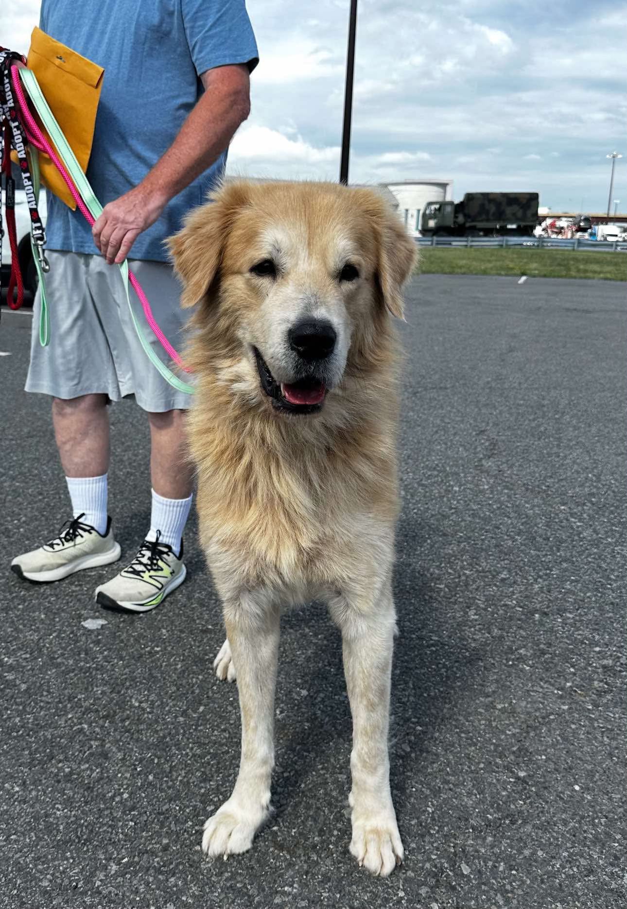 Golden Retriever on leash