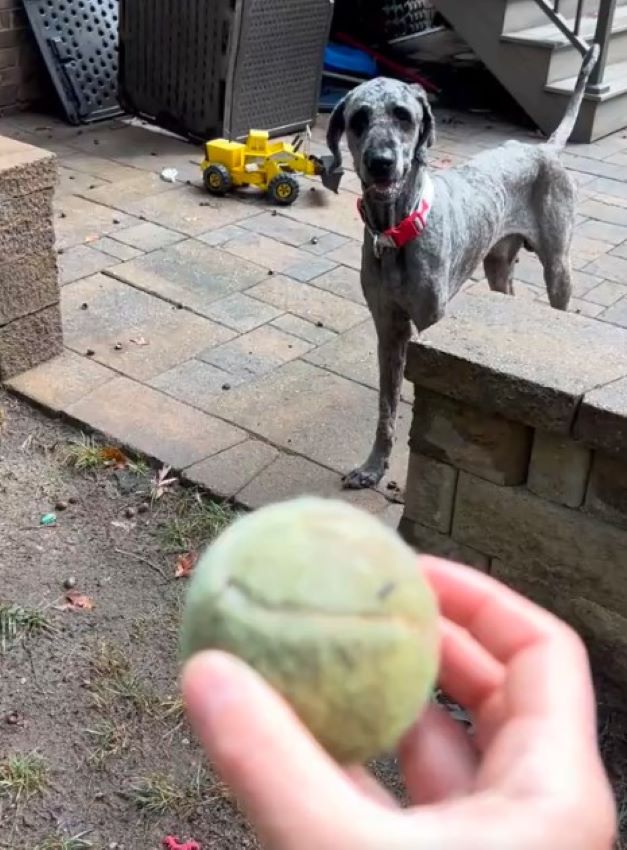 Great Dane and Poodle mix in yard