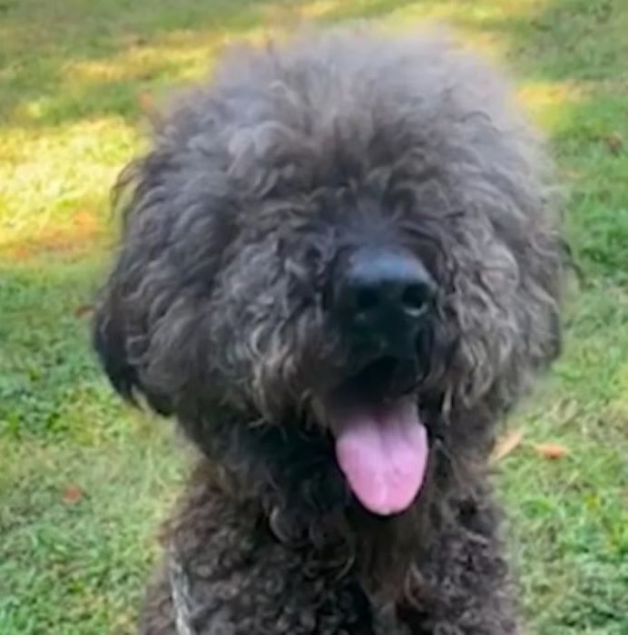 Great Dane and Poodle mix