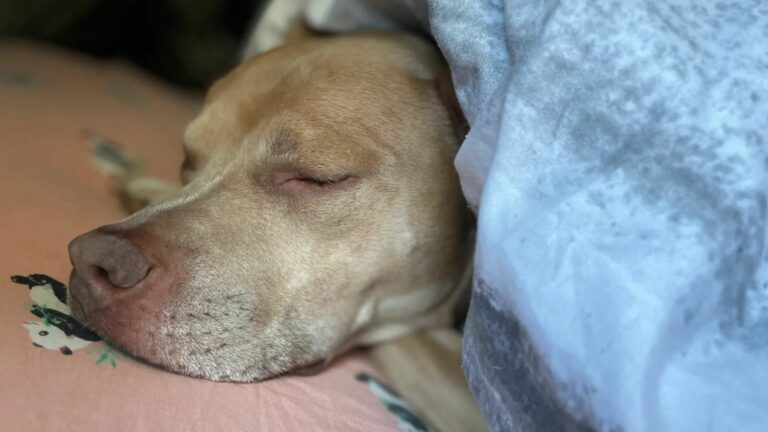 dog sleeping