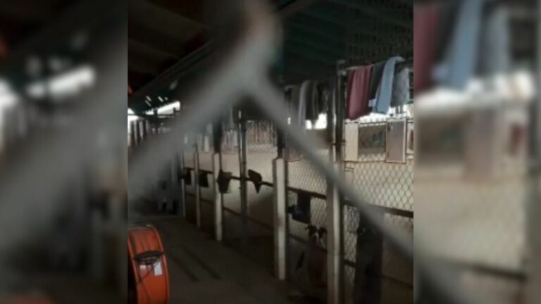 shelter dogs