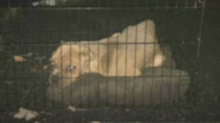 abandoned pup