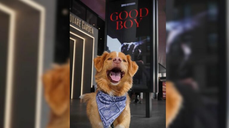 happy dog