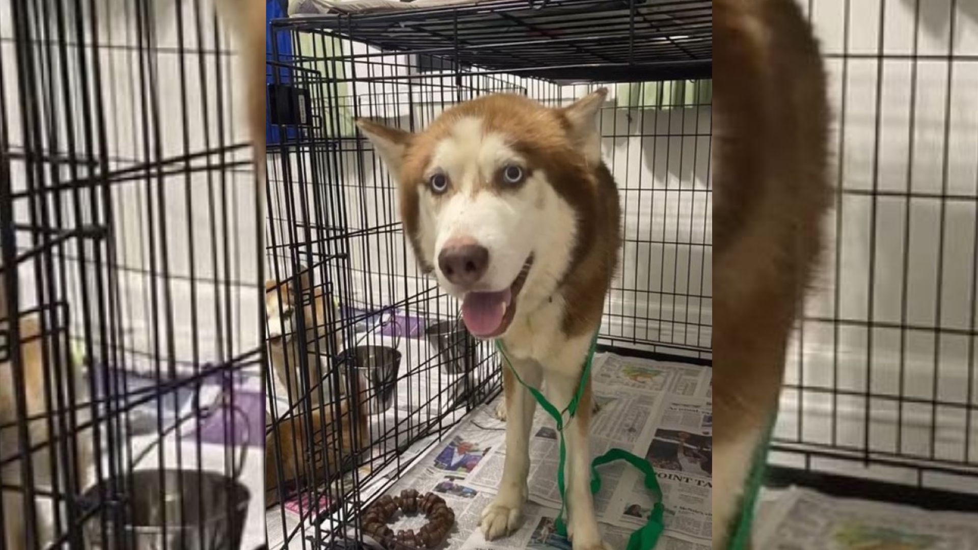 Husky Breaks Free In Texas To Lead Rescuers To His Family In Need Of Urgent Help