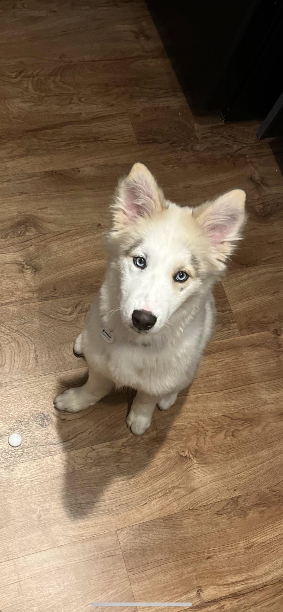 Husky mix