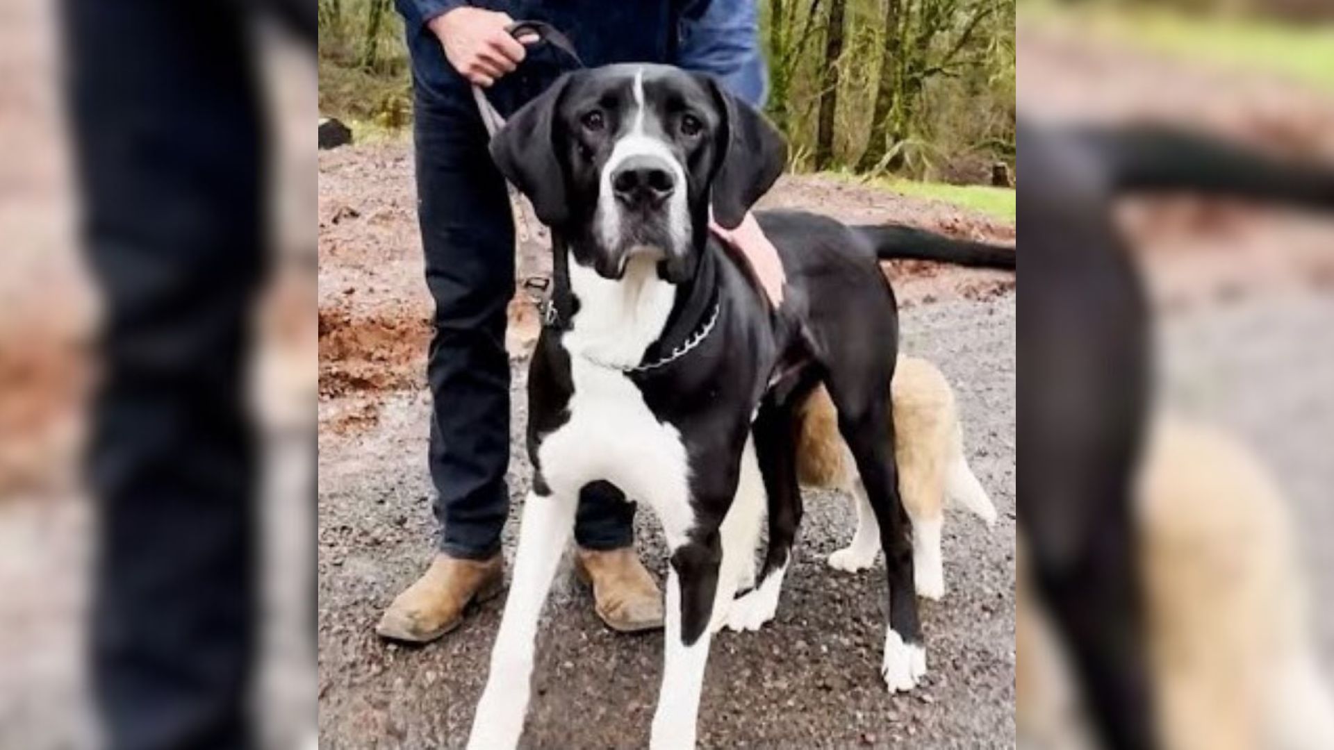 Idaho Shelter Dog Finds Healing And A New Home With A Caring Sanctuary
