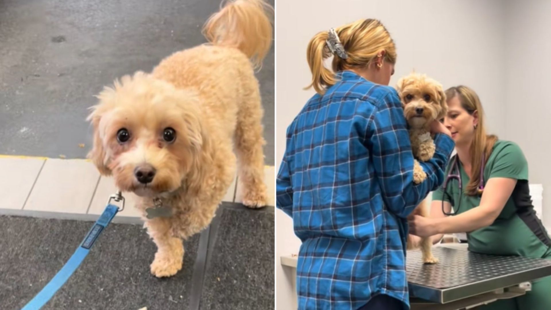 Illinois Pup Pulls Off An Oscar-Worthy Act That Leaves His Owner Out Hundreds Of Dollars