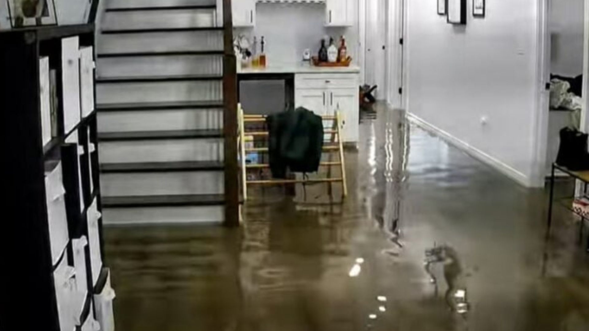 Illinois Pup’s Comedic Timing During Flooding Wins Hearts Across Social Media