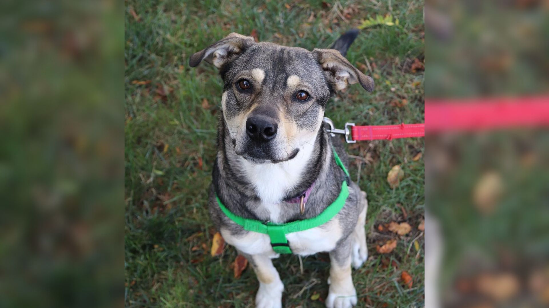 Illinois Shelter Pup Left Behind After Her Best Friend’s Adoption Struggles To Hold On To Hope