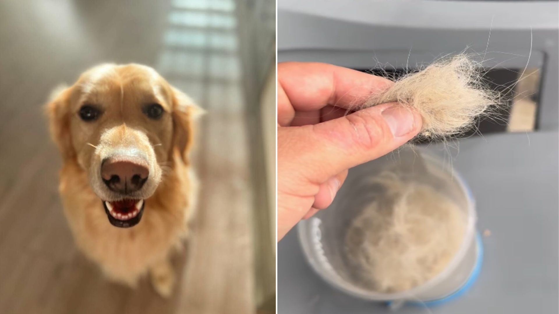 cute Golden Retriever