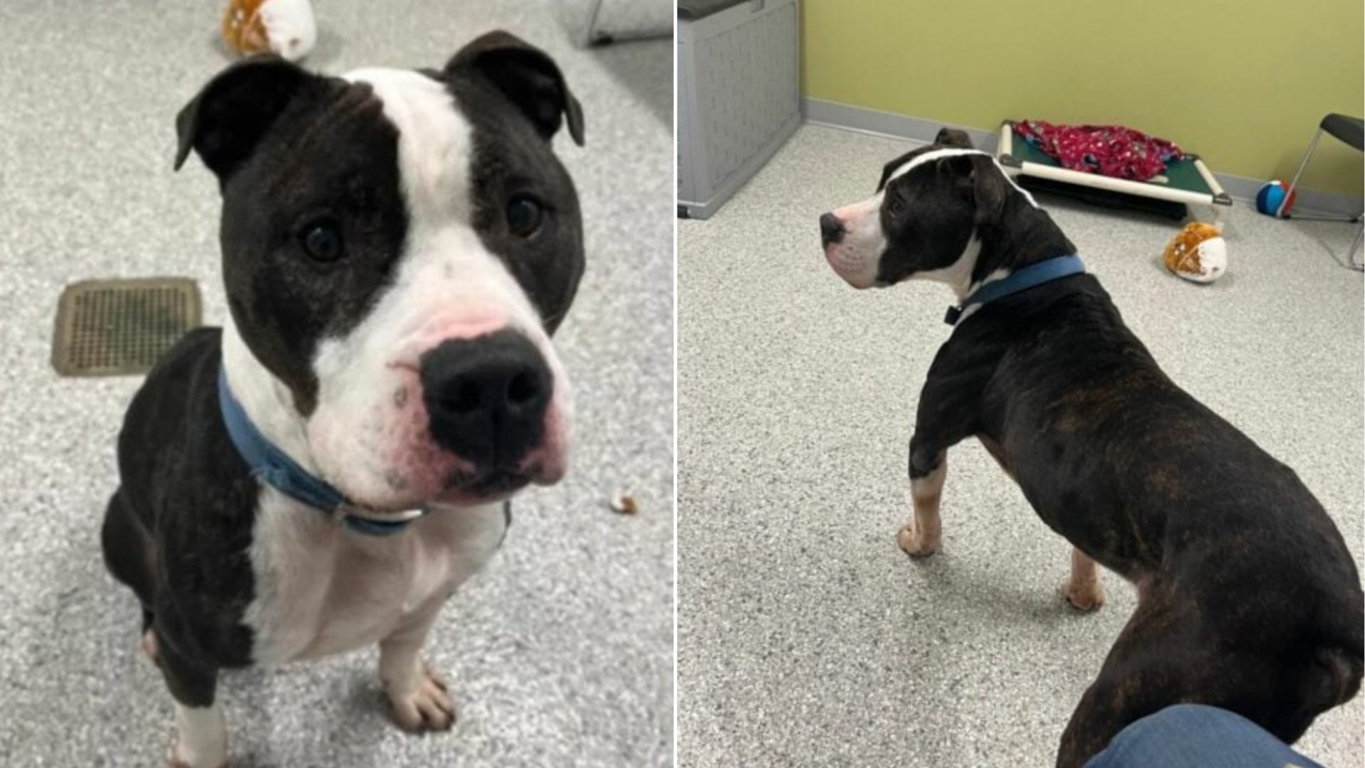 Indiana Shelter Dog Faces Sudden Heartbreak When His Adoption Ends Quickly