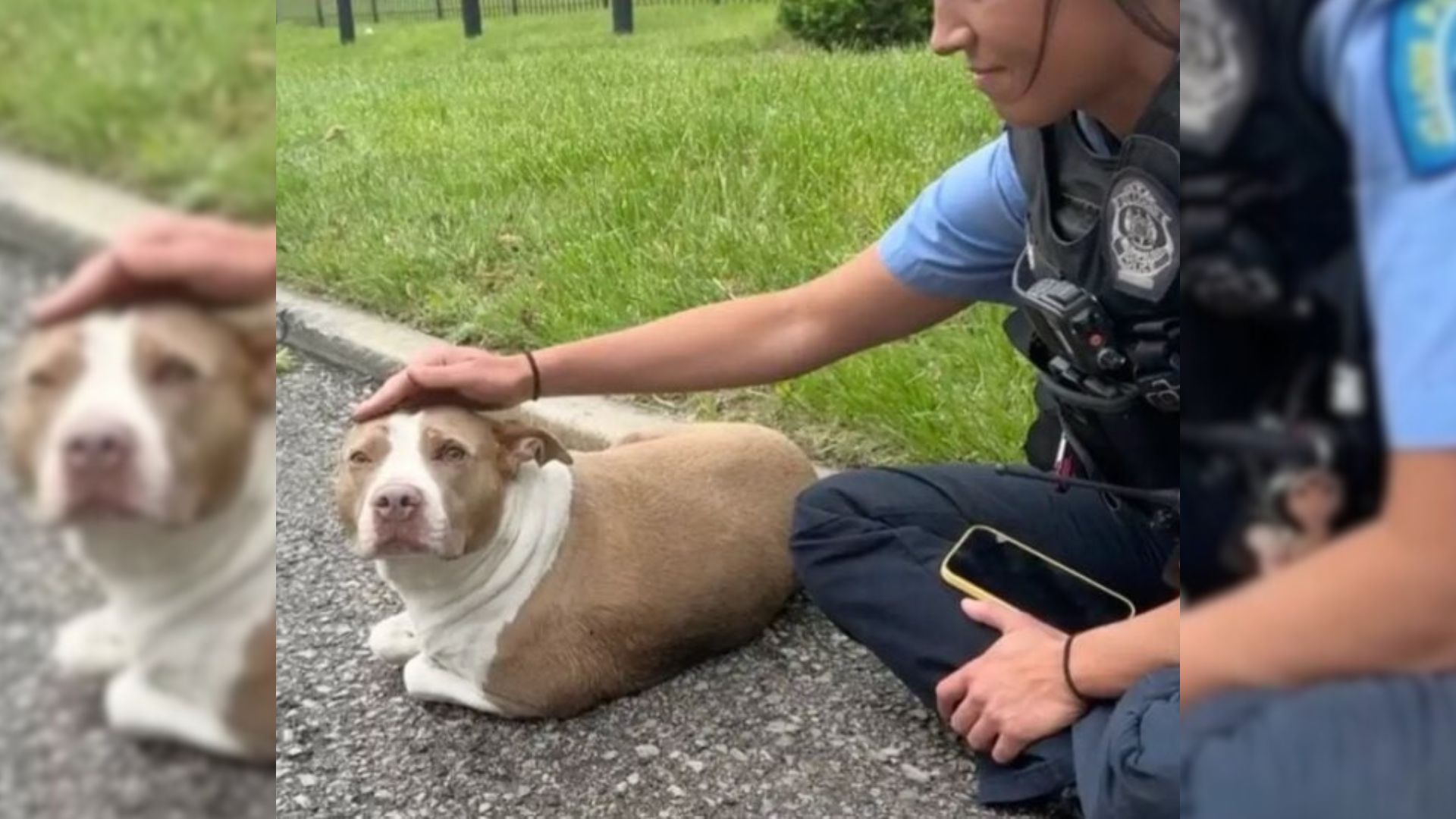 Injured Pup Found On A Missouri Roadside Gets Life-Changing Rescue From Local Heroes