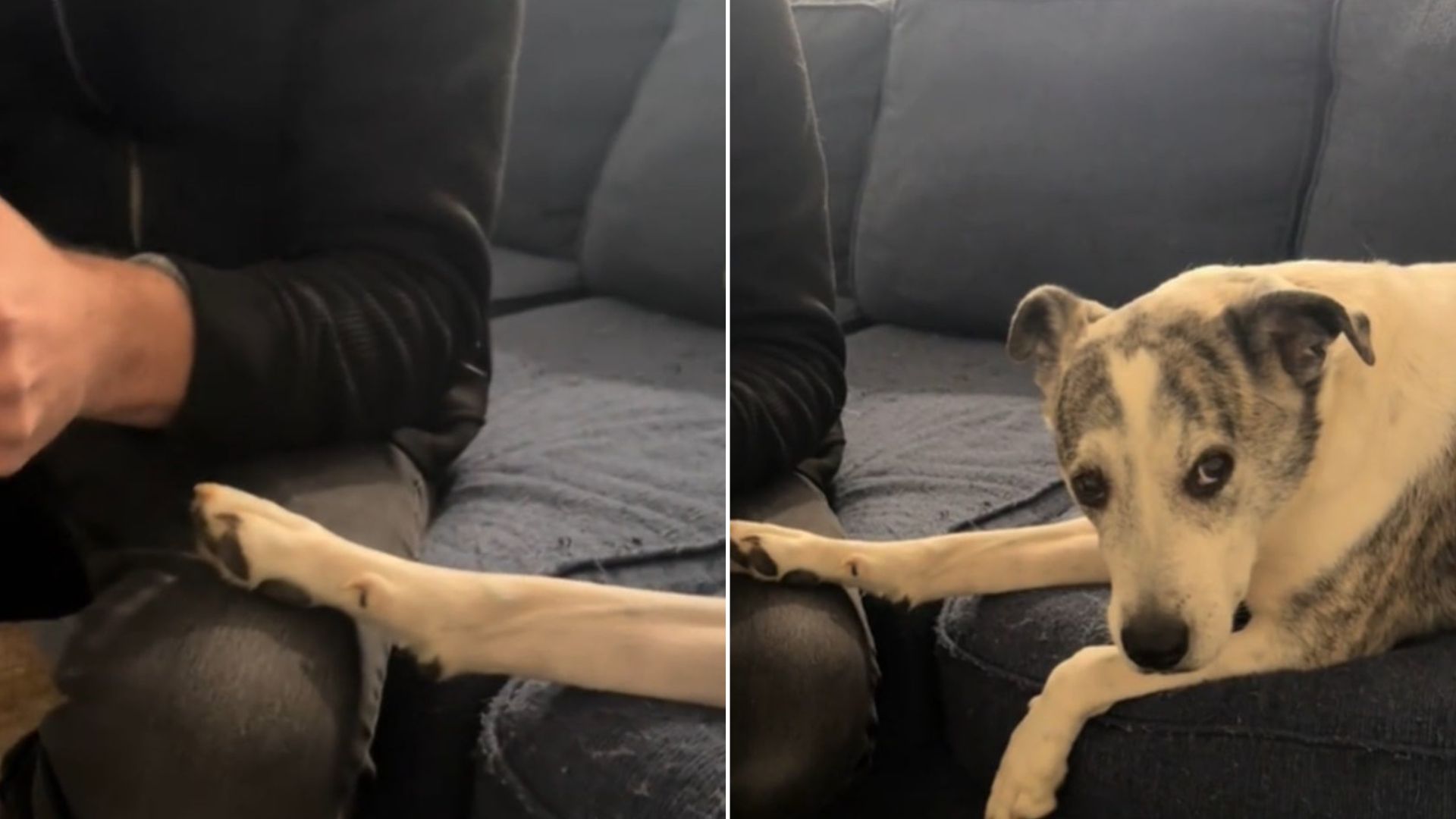 Jealous Pup’s Hilarious Side-Eye At His Owner’s Girlfriend In Georgia Goes Viral