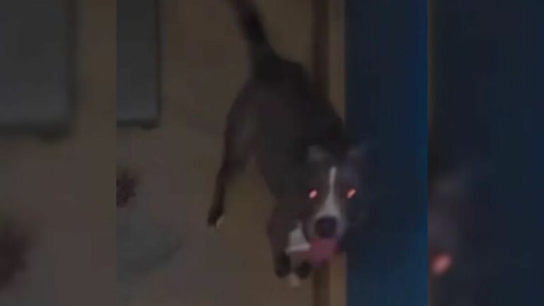 mother dog
