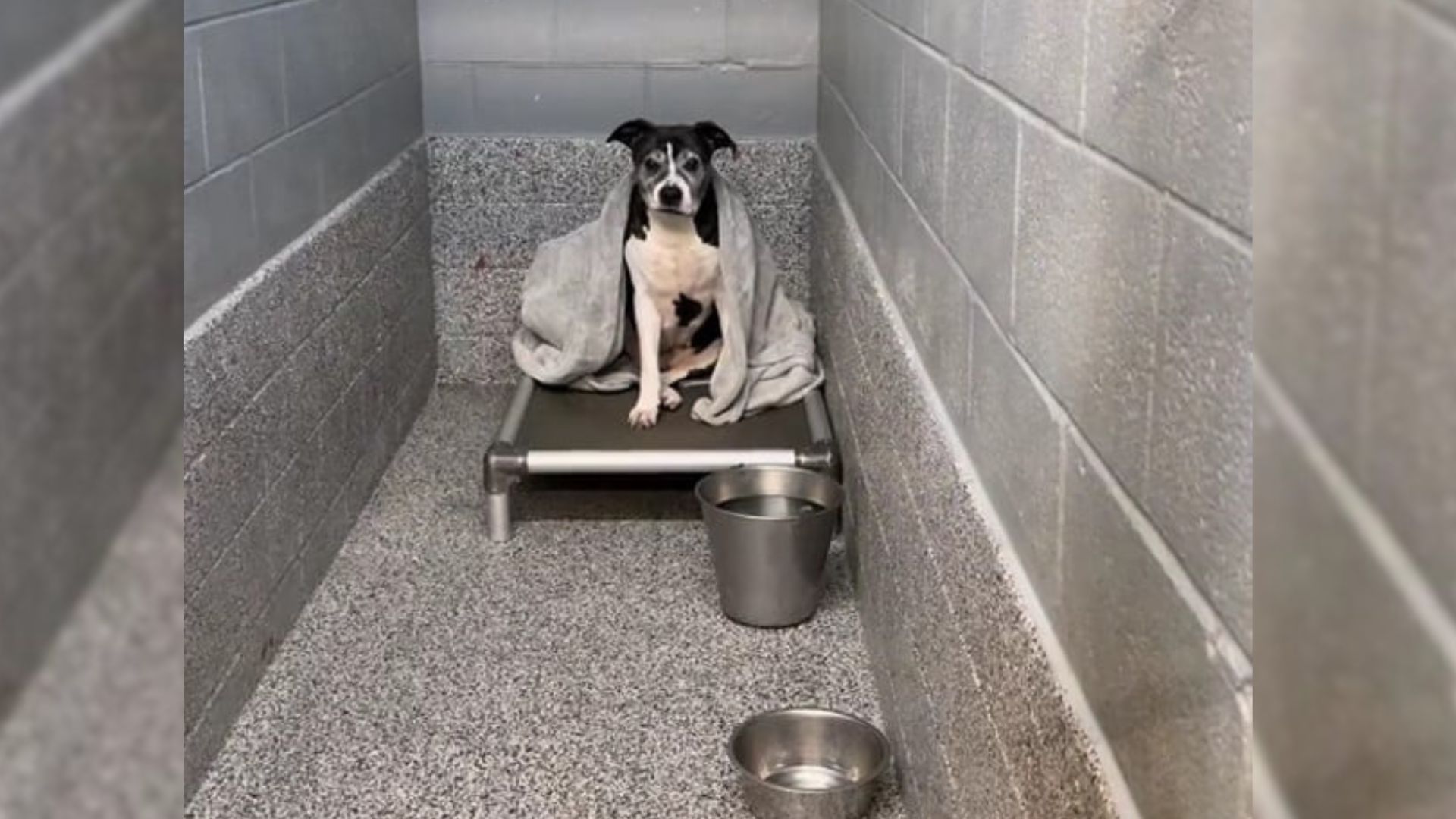 dog in shelter