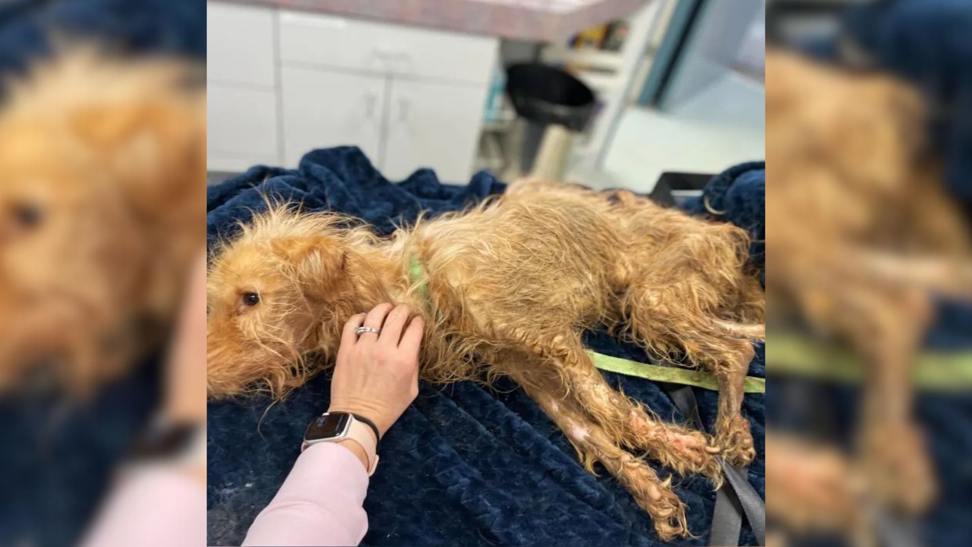 Kentucky Driver Spots Something Furry On The Roadside