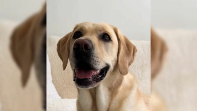 Cute Labrador