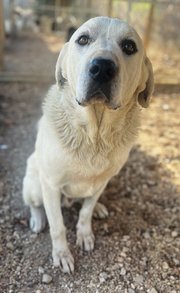Labrador sitting on the ground