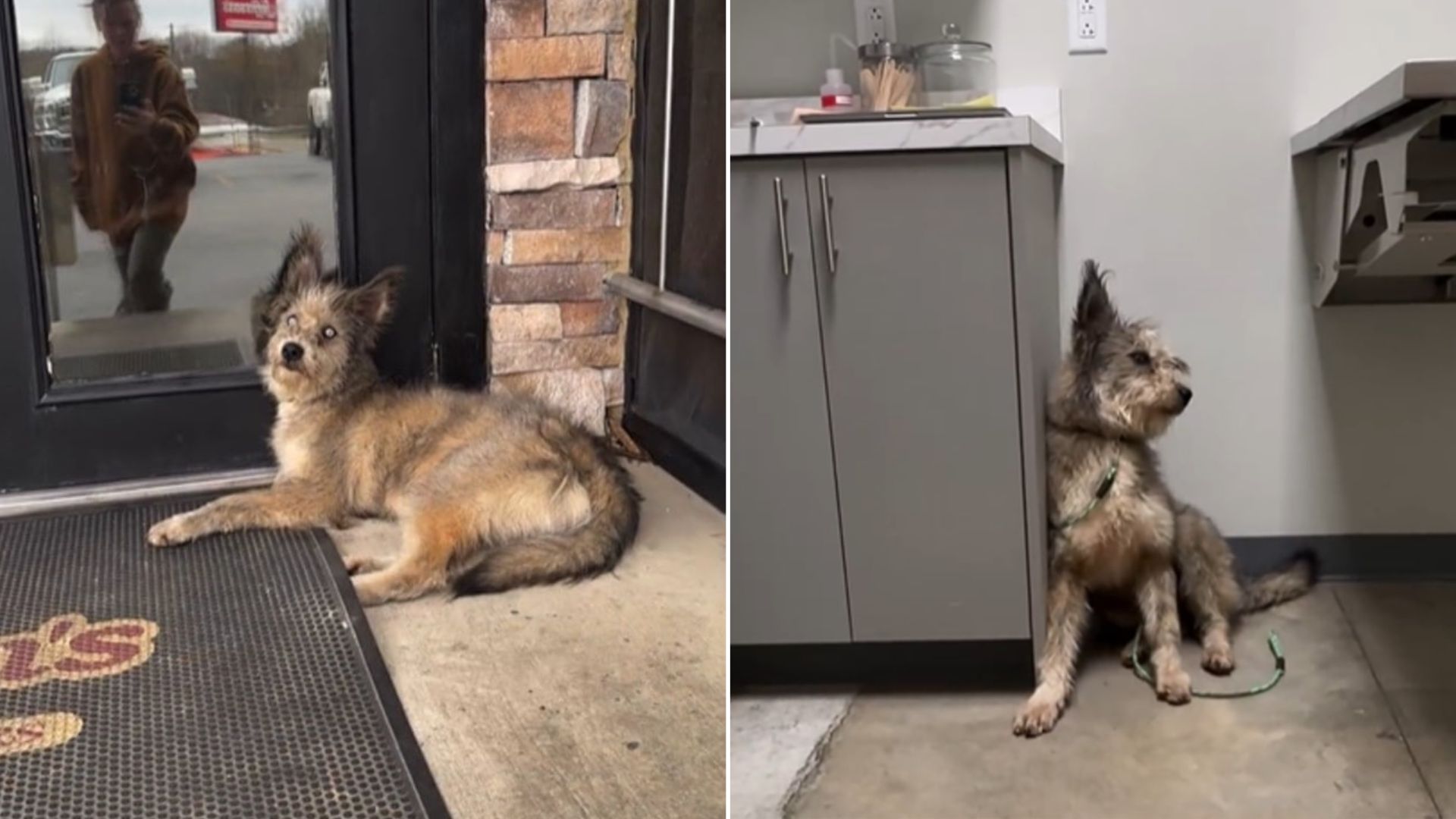 Lonely Dog&rsquo;s Silent Wait Outside Georgia Diner