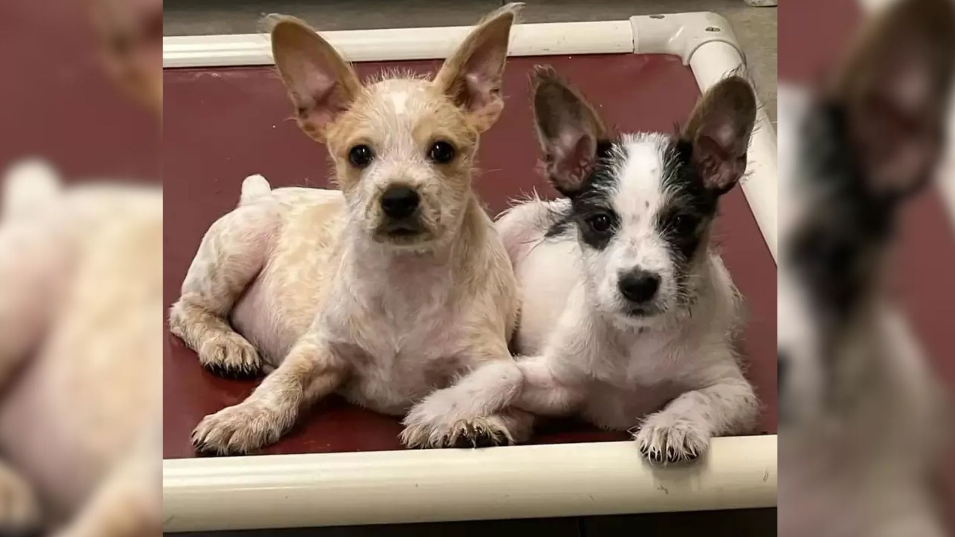 Louisiana Shelter Welcomes Two Puppies Who Refuse To Let Go Of Each Other