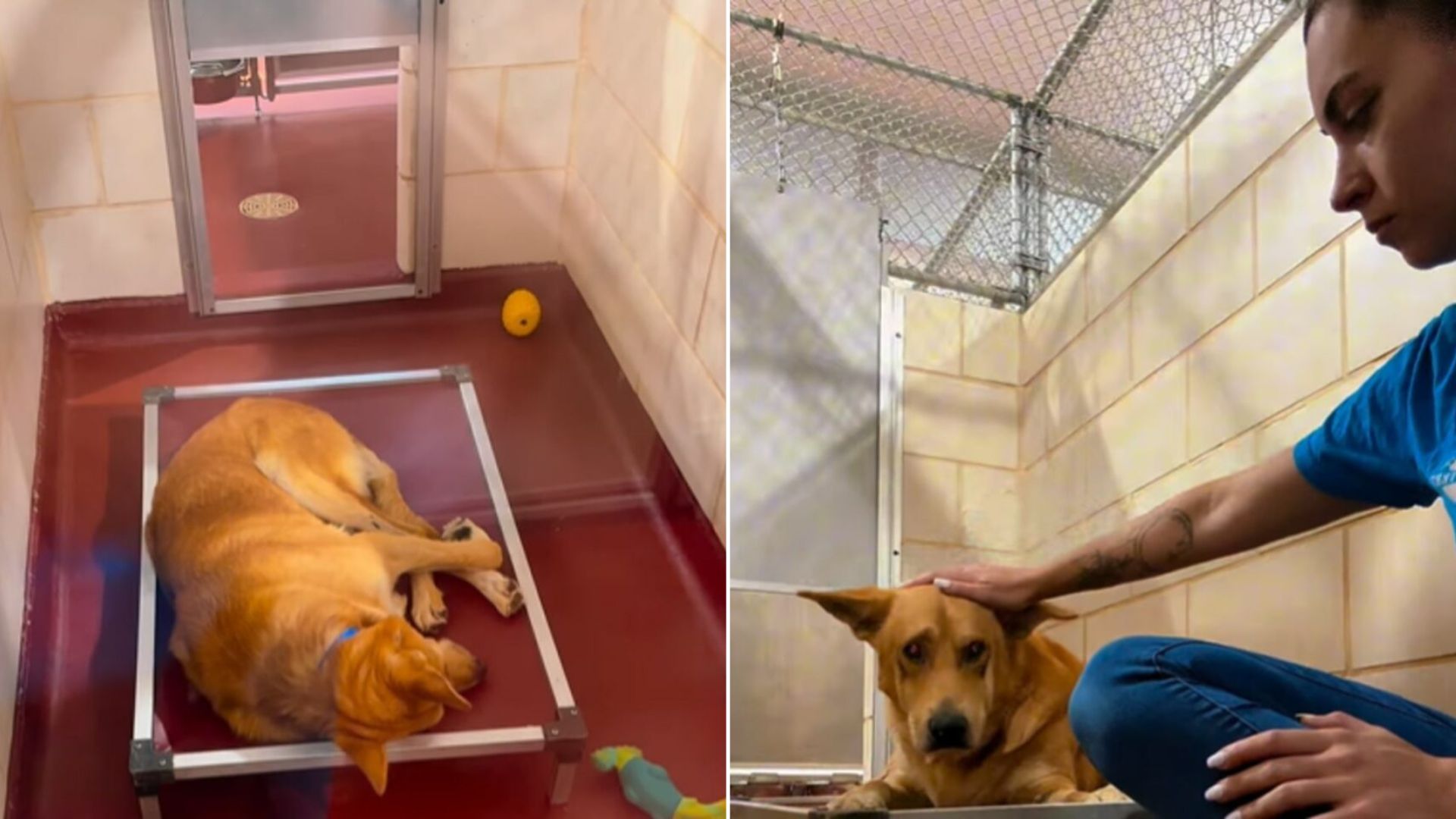 Loyal Pup Shuts Down Completely As His Family Walks Away And Leaves Him At Georgia Shelter
