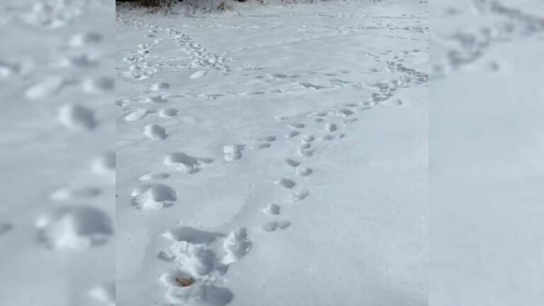 paws in snow
