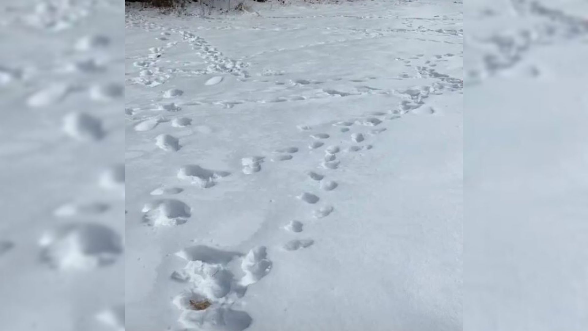 Maine Woman Follows Mysterious Paw Prints And Discovers An Unlikely Visitor