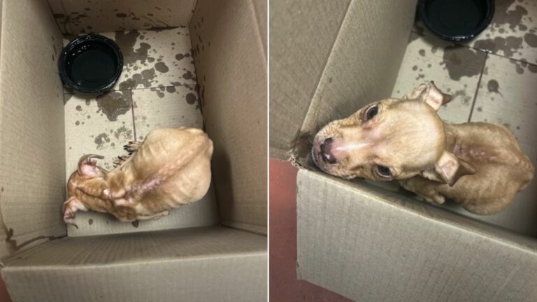 puppy in box