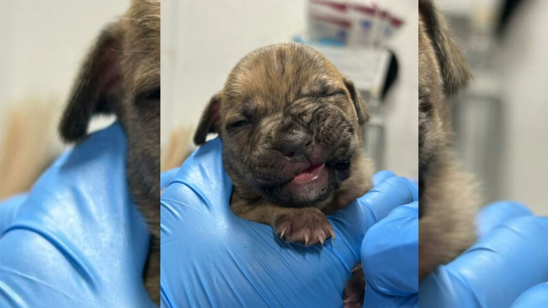 Man Enters New Jersey Police Station With A Bucket And Reveals A Story No One Expected