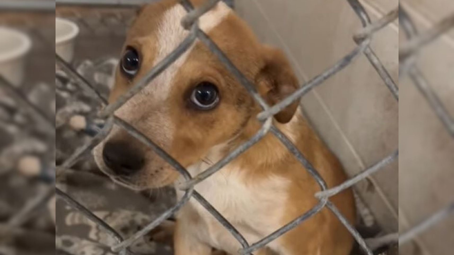 Man Enters Texas Shelter And Walks Out With A Puppy Who Feels Like Fate
